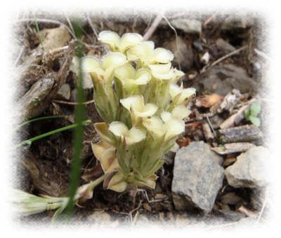 �t�f�����h�E�i�M���_�j�̍��