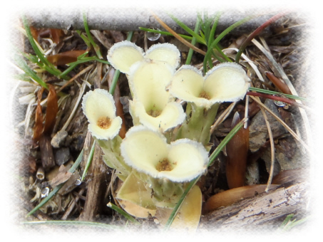 �t�f�����h�E�i�M���_�j�̍��