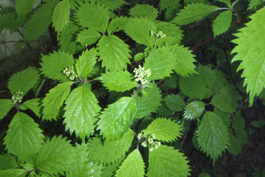 �R�A�W�T�C�̂ڂ�