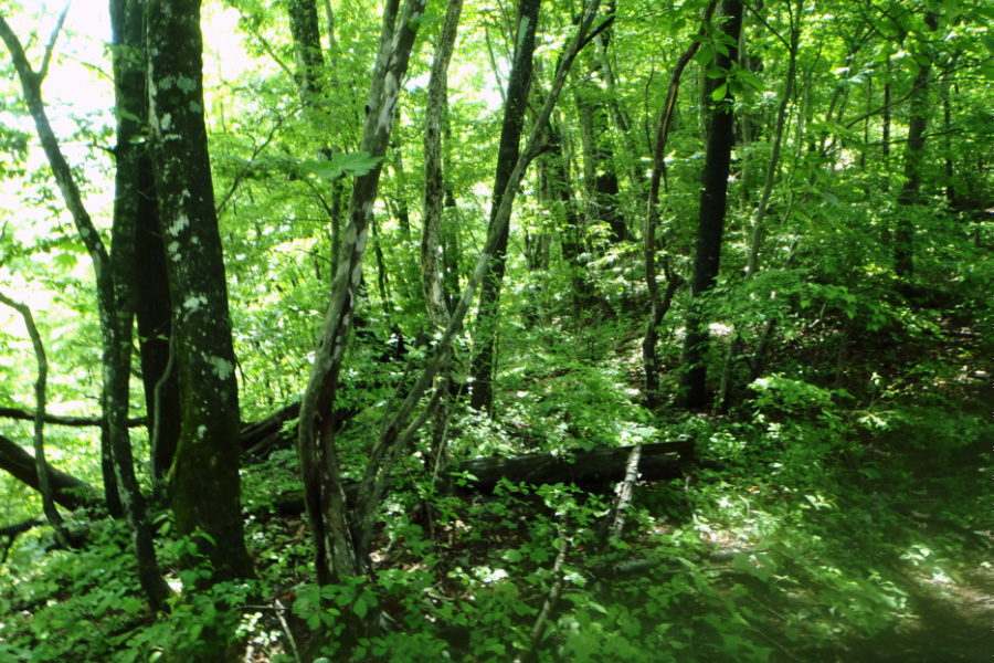 �ѓ������`��Ő��̓�