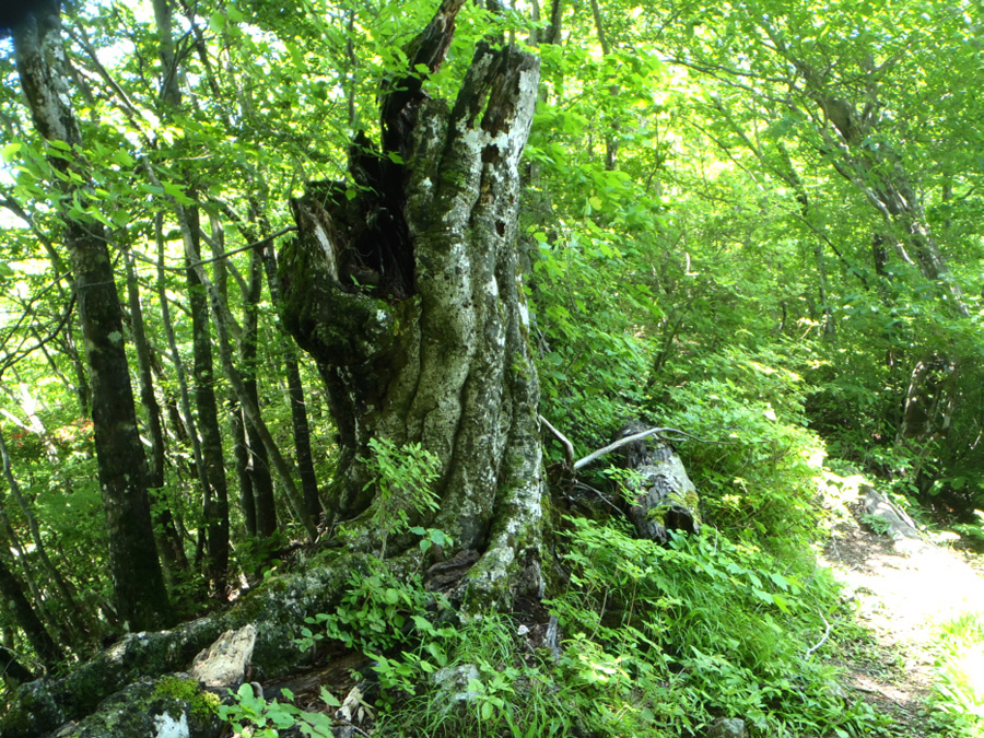 �ѓ������`��Ő��̓�