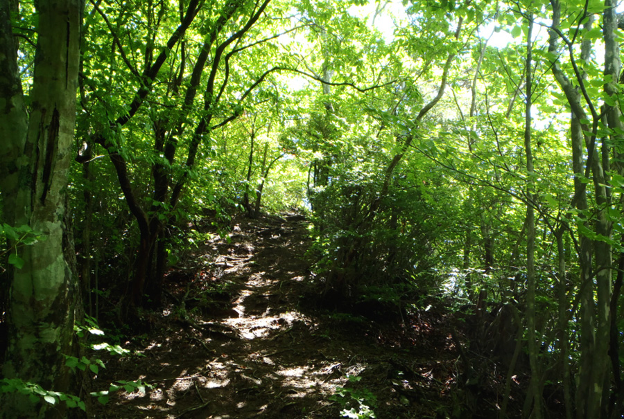 �΂̉A�e����������