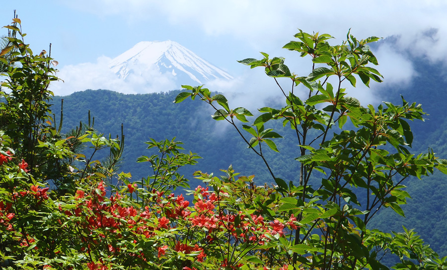 ���}�c�c�W�ƕx�m�R