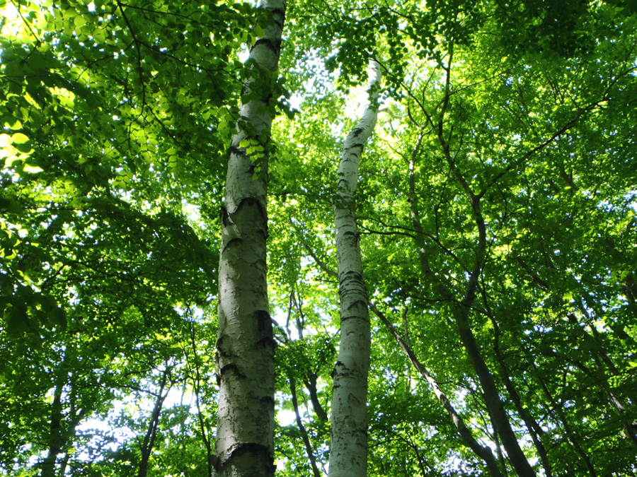 �߃������R�`��629�ΕW����̓�