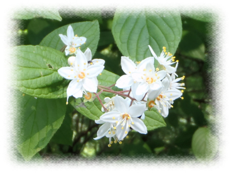 �}���o�E�c�M