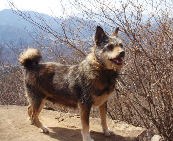 ����R�̃r�b�L�[