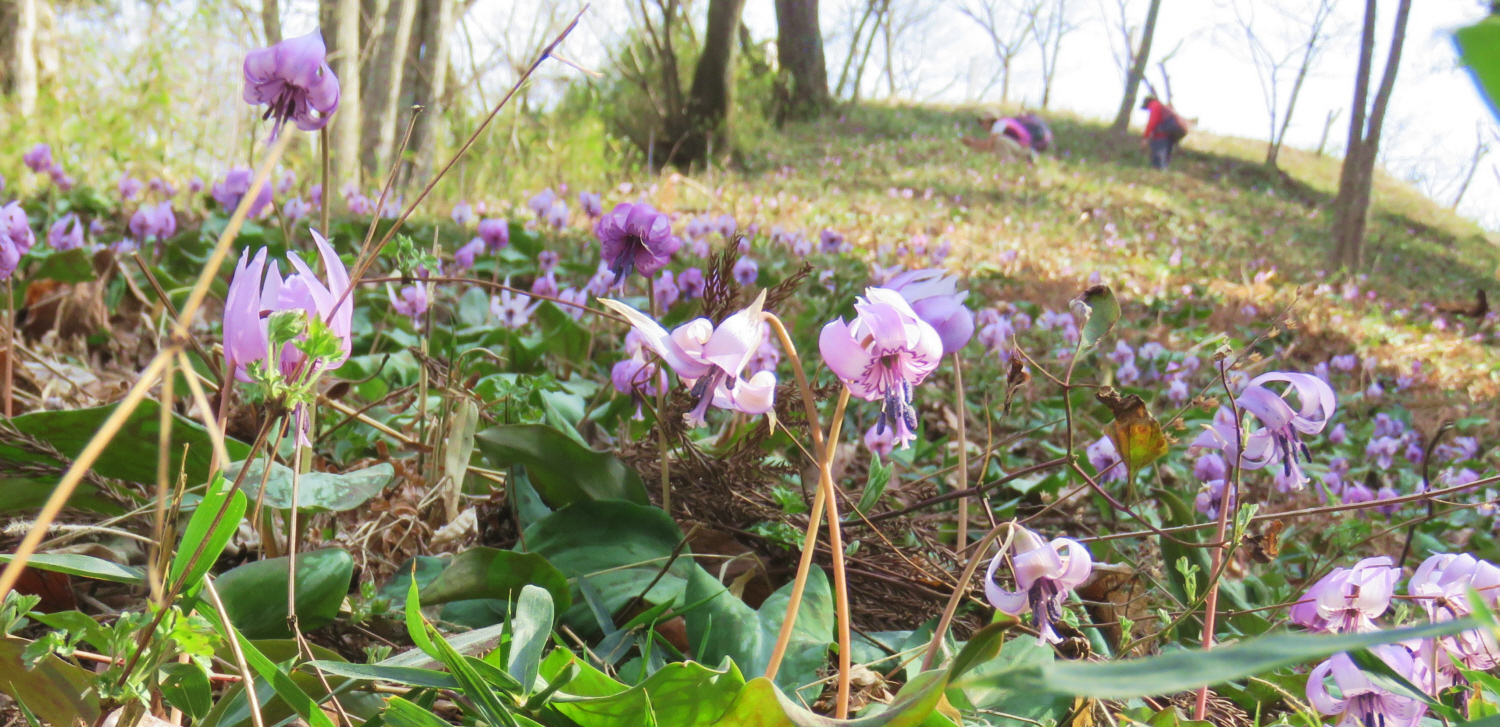 �ނ��юR�̃J�^�N���@�Q���n