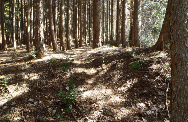 ���݂��߂�ꂽ�o�R���炵����