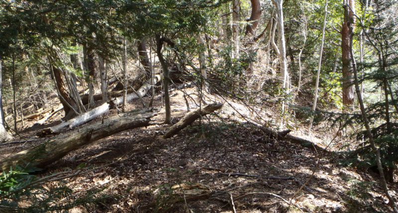 ���̕ӂ肩��o�R���Ƃ͂�����킩�铹�͖����A���炵������I��ŕ����Ă��܂��B