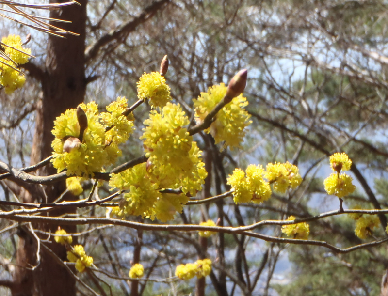 �o�R���̃A�u���`����