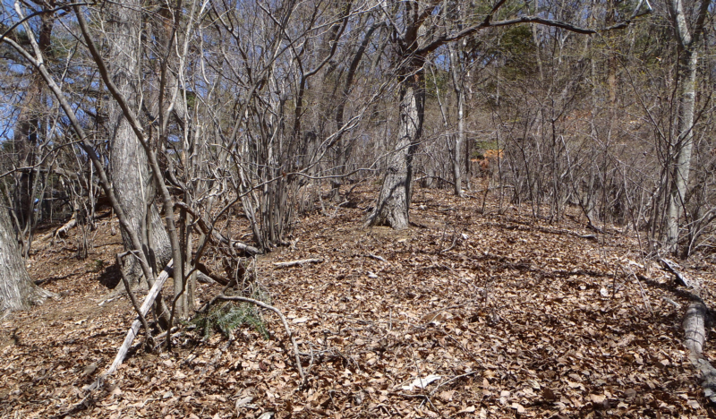 �哯�R�R�����߂�