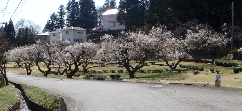 ���n�ł͍��̋G��