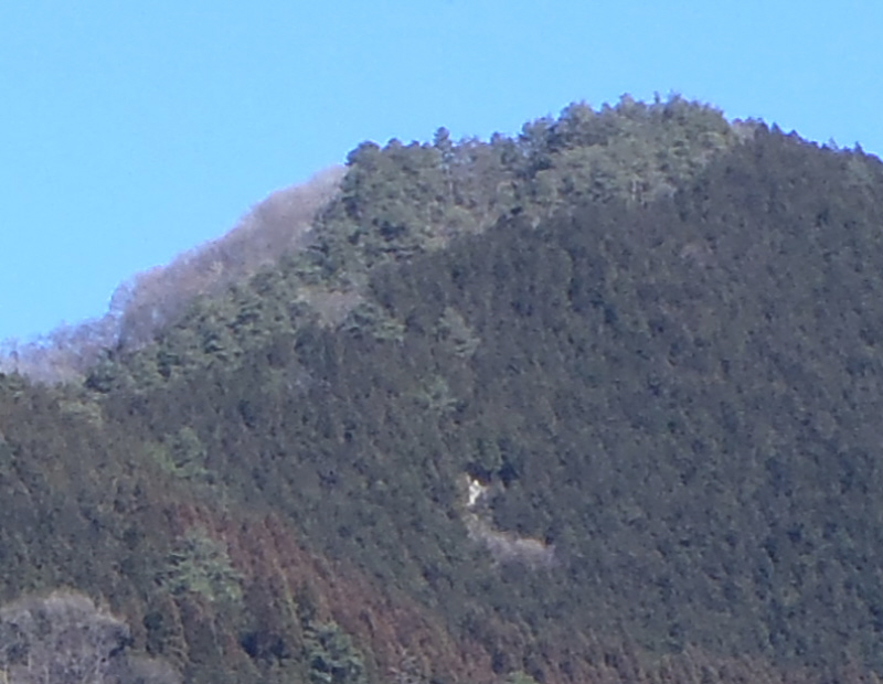 ��S�R�̓V���