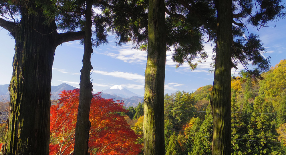 �؂̊Ԃ��璭�߂�g�t�ƕx�m�R