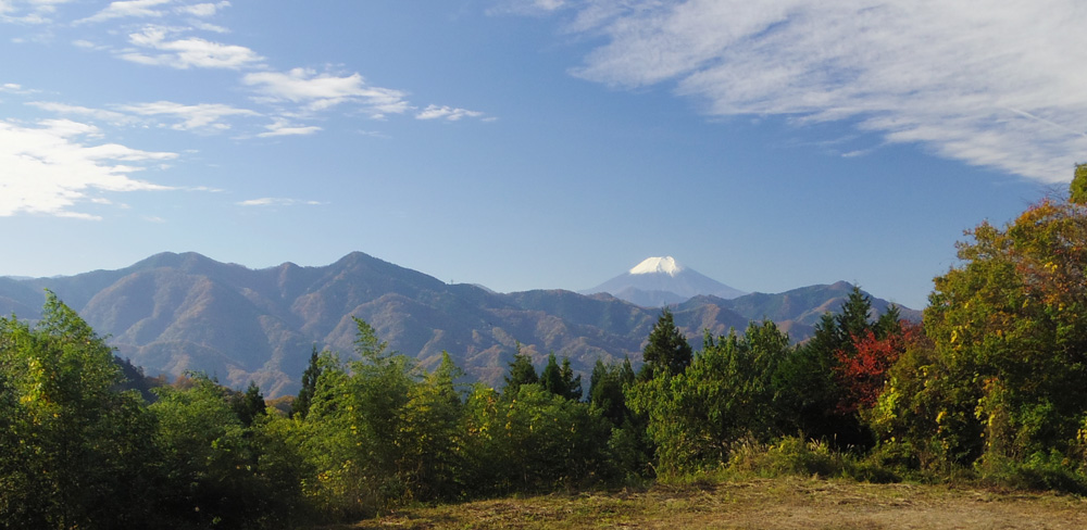 �b�B�X������̕x�m�R