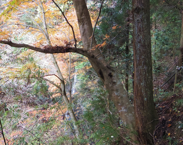 �ꂪ������