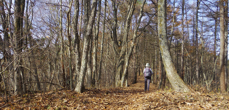 �؁X�̗t�����ׂĂȂ��Ȃ��Ă��܂�