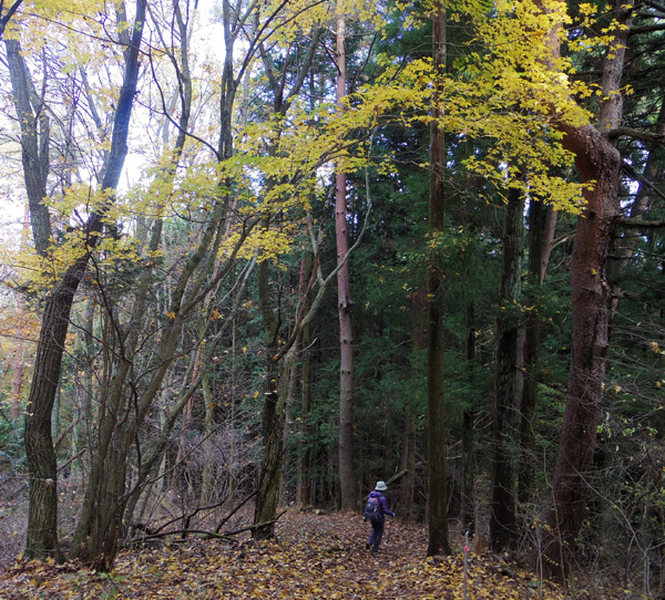 下山するにつれ紅葉が美しくなってきます