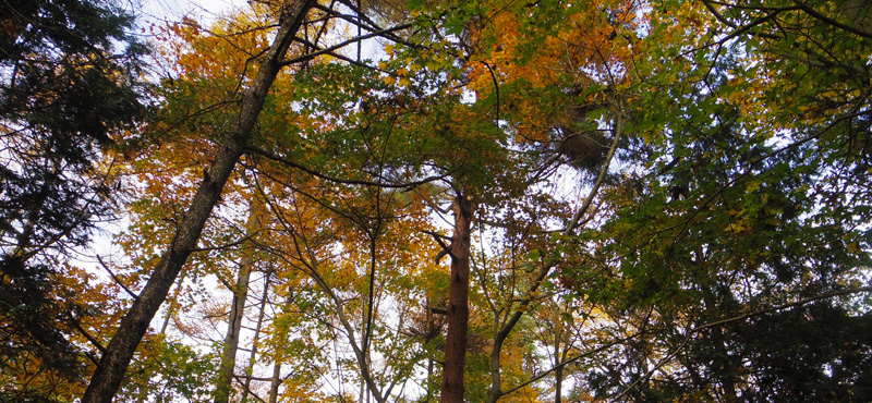 上の紅葉も美しい