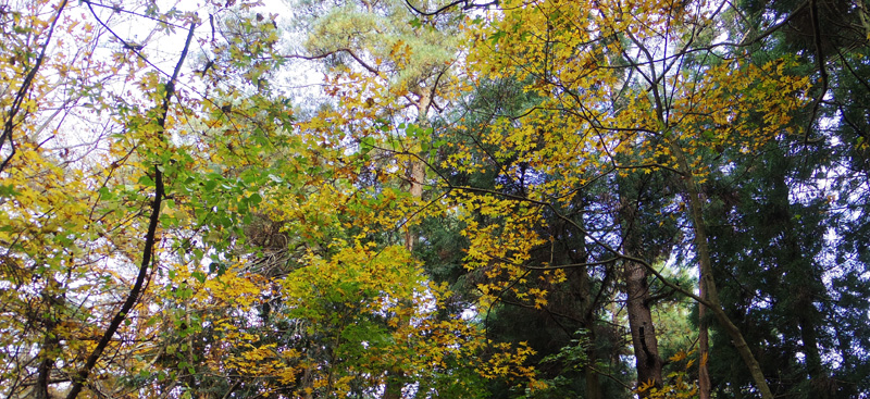 紅葉を眺めて歩きます