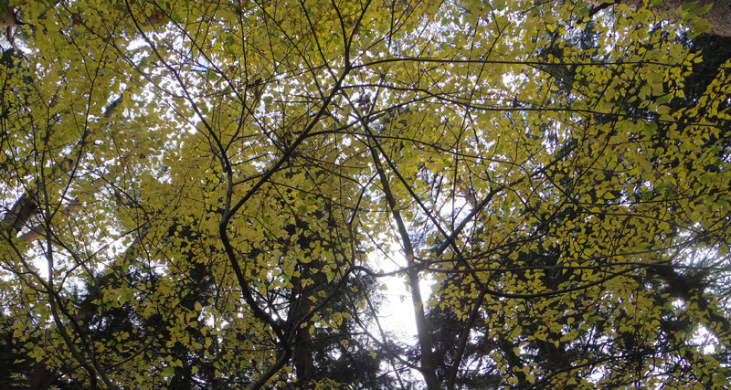 上を眺めても紅葉