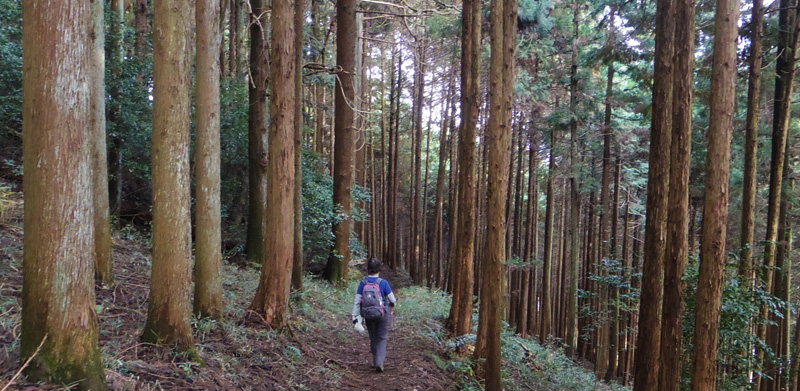杉林の中を歩きます
