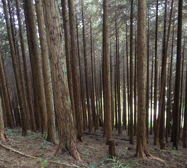 杉林の坂を下ります