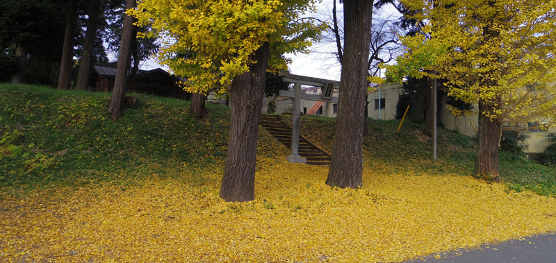 大野貯水池に行く途中のイチョウの絨毯