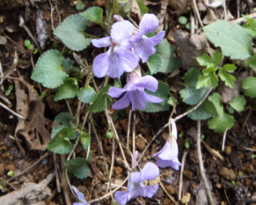 ���[�̃X�~��