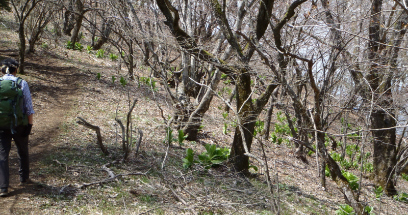 �o�C�P�C�\�E���Q�����Ă��铹