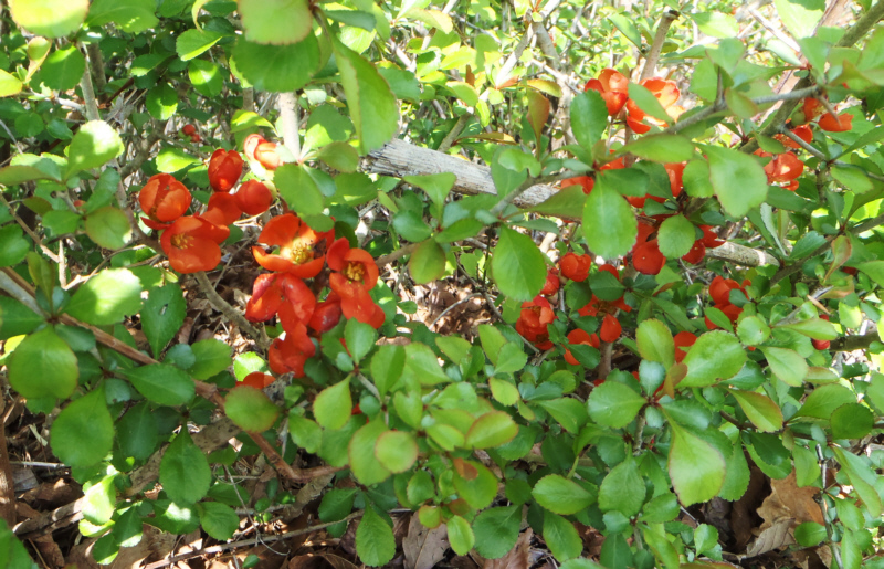 �����R�̃N�T�{�P