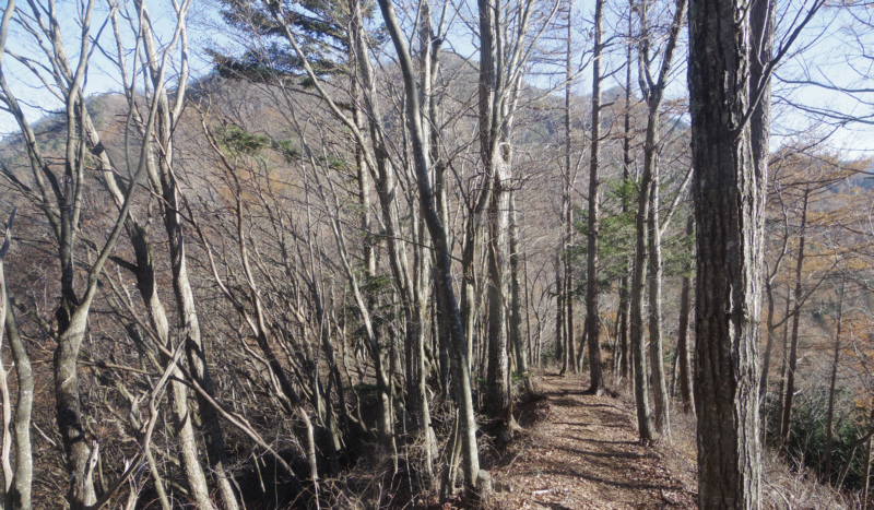 高座山から杓子山へ出発