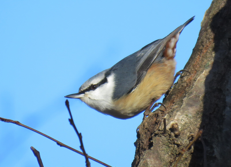 高座山のゴジュウカラ