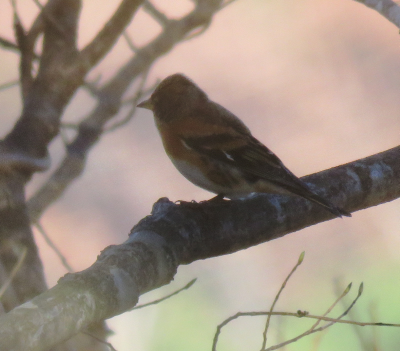 高座山のアトリ