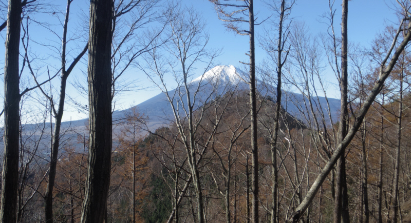 木の後ろに富士山