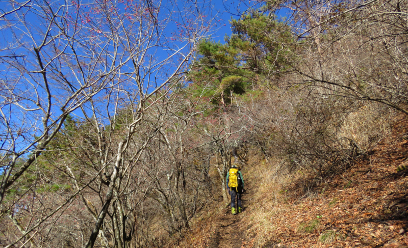 杓子山への登山道