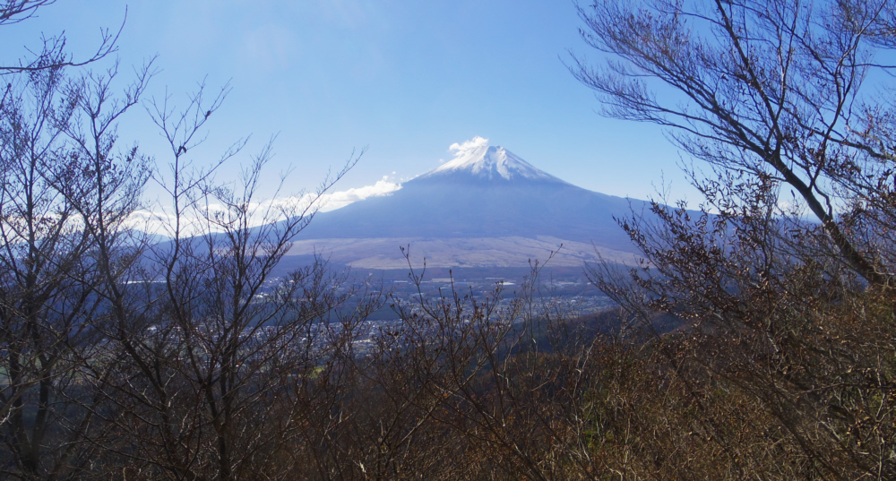 樹木の間から富士山