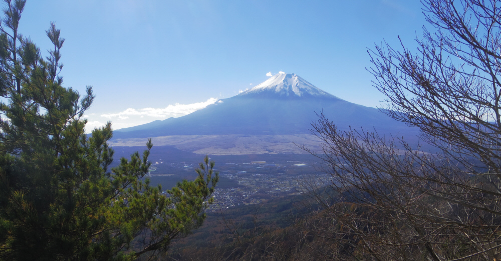 樹木の間から富士山