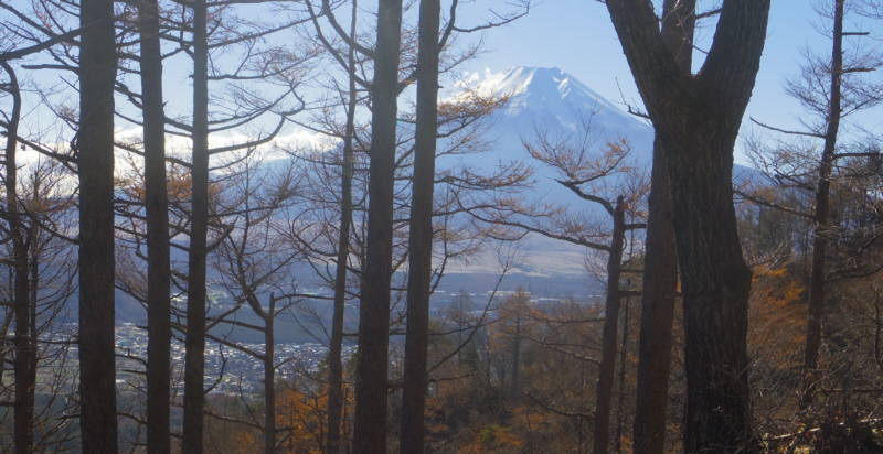樹木の間から富士山
