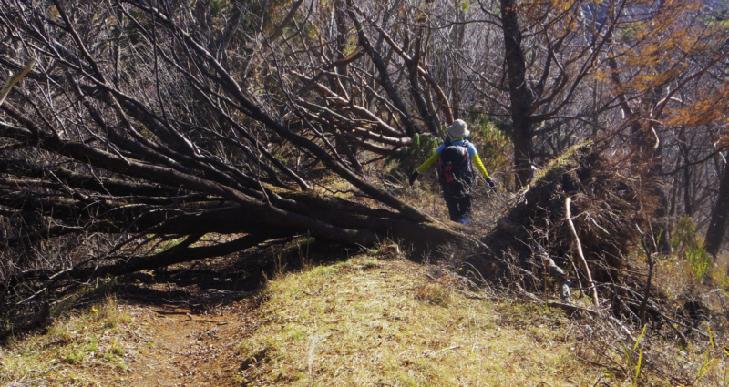 登山道の倒木