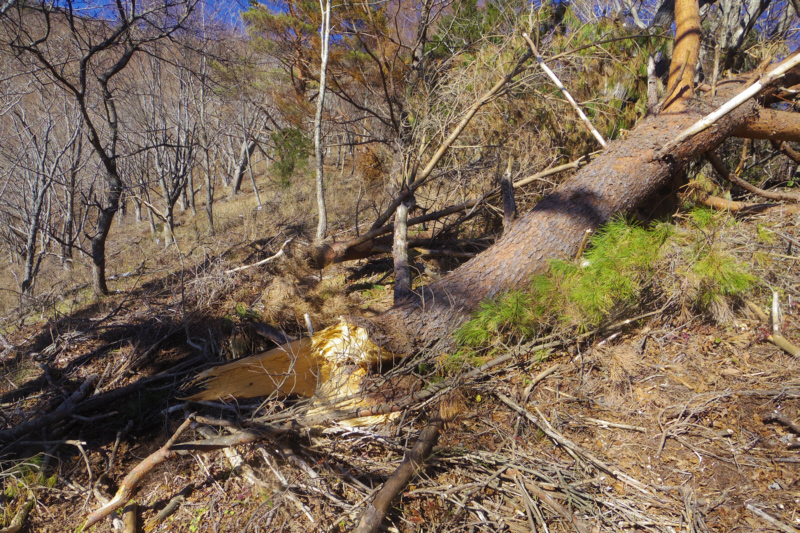 太い幹が裂けている