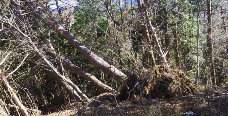 根元から倒れる