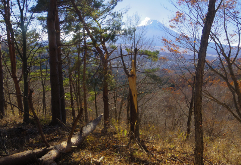 倒木と富士山