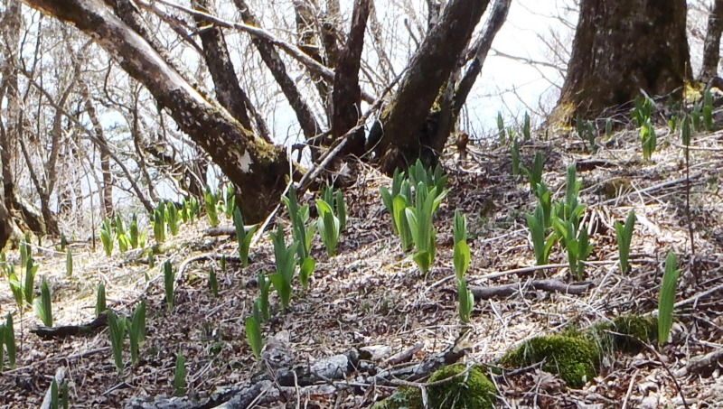 �u�i�т̒n�ʂɂ̓o�C�P�C�\�E