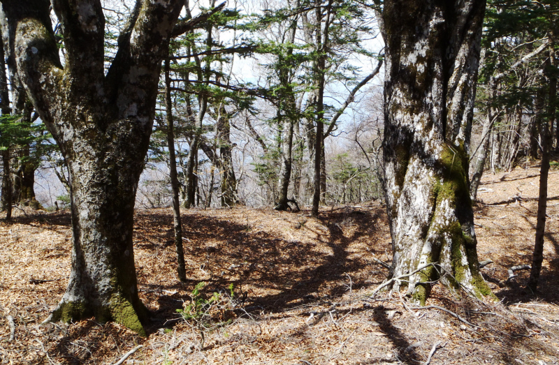 ���h�ȃu�i�̖�