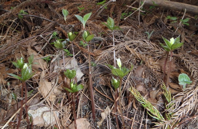 �q�g���V�Y�J