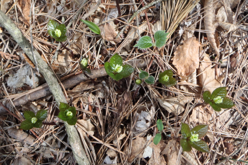 �q�g���V�Y�J���ォ��ʂ��܂�