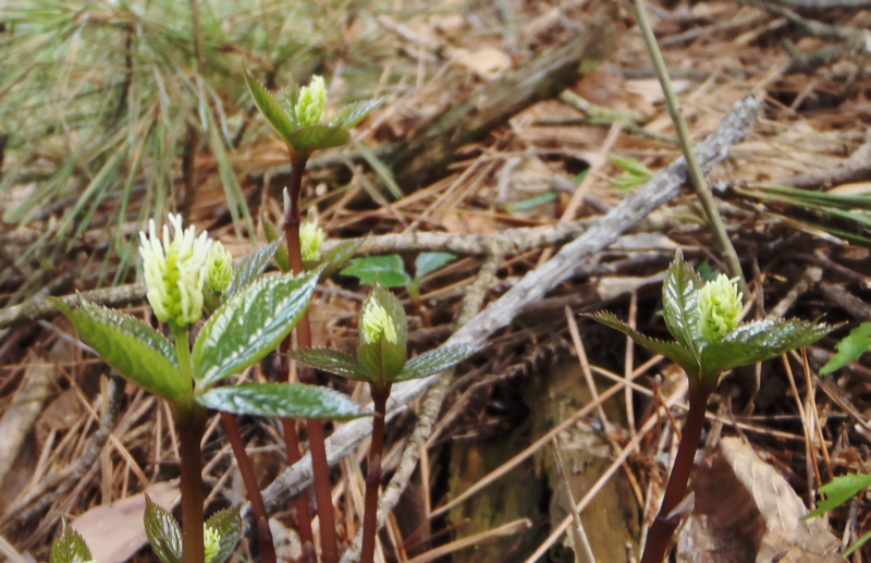 �q�g���V�Y�J��������ʂ��܂�