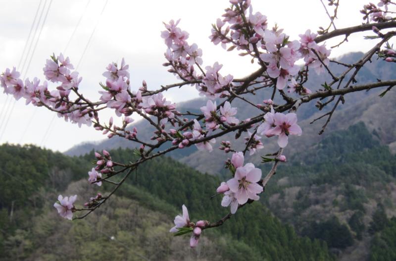 �\���C���V�m�����J