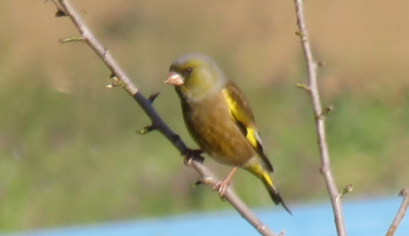 �J�����q��